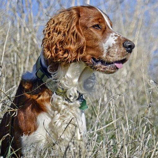 Welsh Springer Spaniel