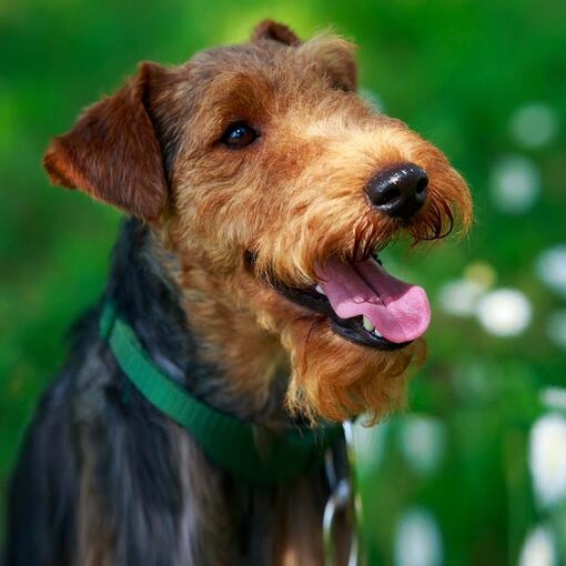 Welsh Terrier
