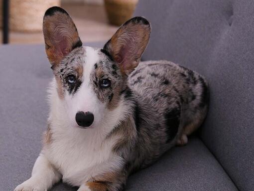 frightened dog on sofa