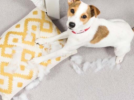 puppy pulling the stuffing out of a pillow