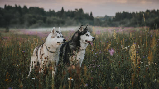 Siberian Husky