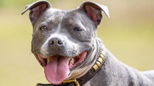 Staffordshire Bull Terrier