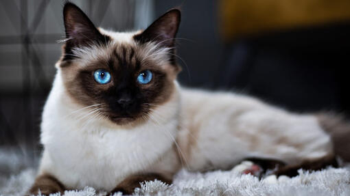 Birman