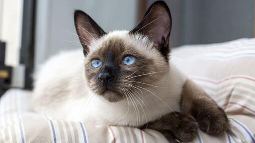 Siamese