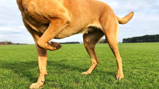What are the symptoms of cruciate ligament damage in dogs?