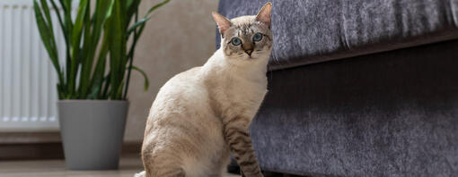 9 Cats with No Tails or Really Short Ones