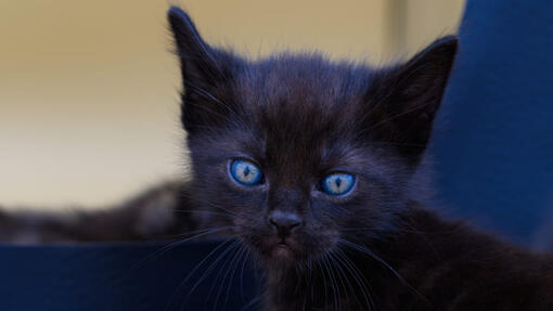 Are there any black kittens with blue eyes?