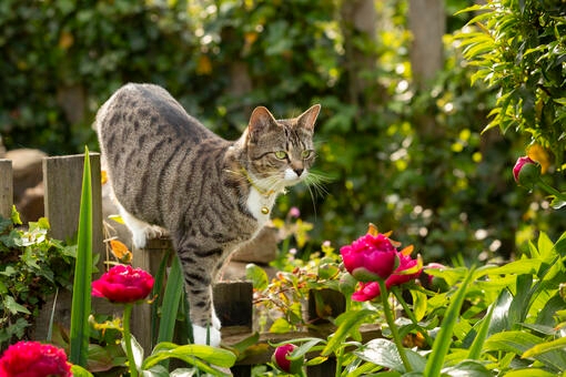 Cat outside in garden