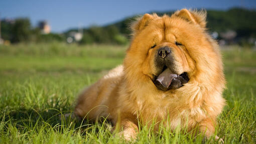 Chow Chow