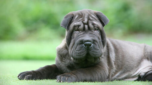 Shar-Pei