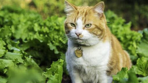 Is lettuce good for cats?