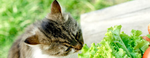 Can Cats Eat Lettuce? What You Need to Know Before Feeding Lettuce to Felines.