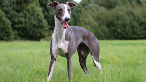 Whippet