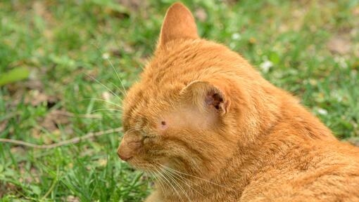 Red cat lies relaxed in the grass and has a tick
