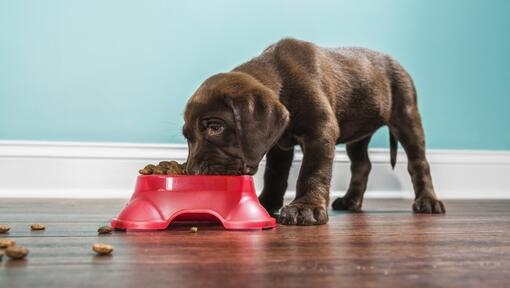 Labrador puppy eating from a pet dish