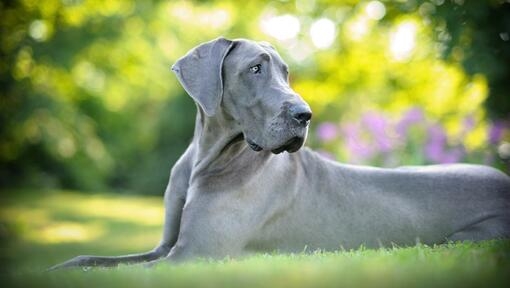 Great Dane Dog lying in grass