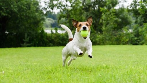 Jack Russell terrier running in a field