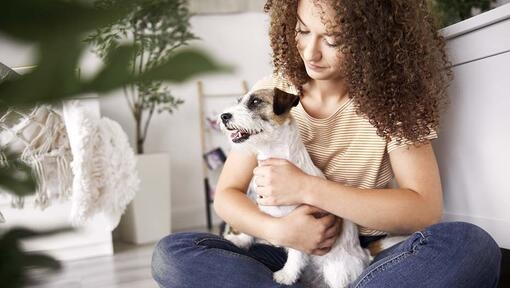 Jack Russell Terrier