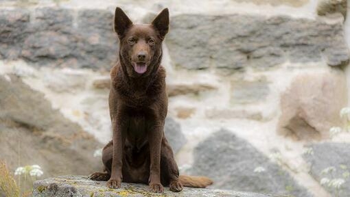 Kelpie