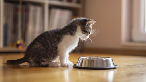 Kitten licking milk