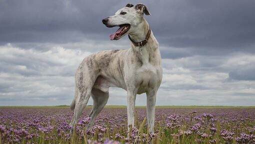 Lurcher