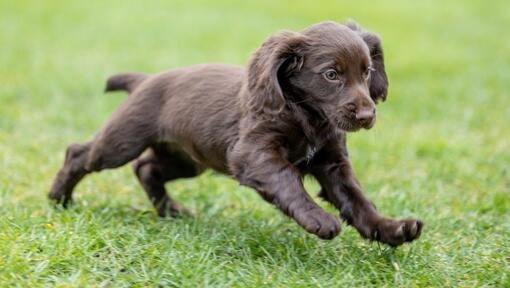 Cocker spaniel puppy running and happy