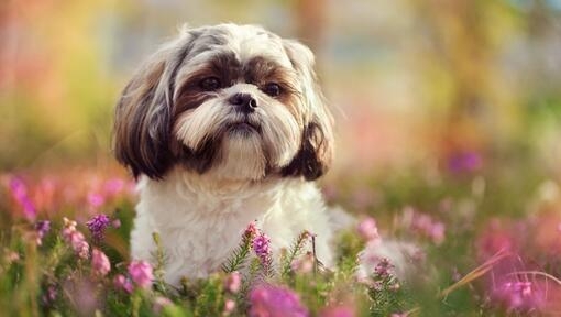 Shih Tzu sitting in grass