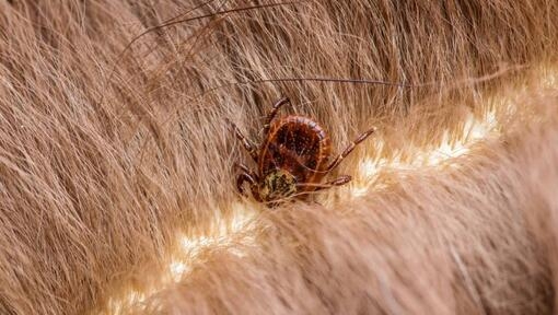 Tick on cat fur