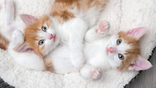 Two kittens in a white bed