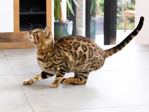 cat jumping at table