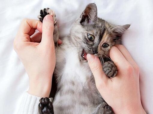 cat biting finger