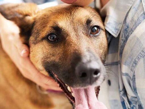 dog held by owner