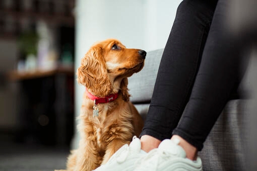 spaniel puppy looking at owner