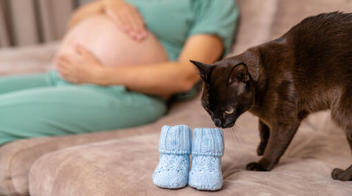 cat smelling baby boots 