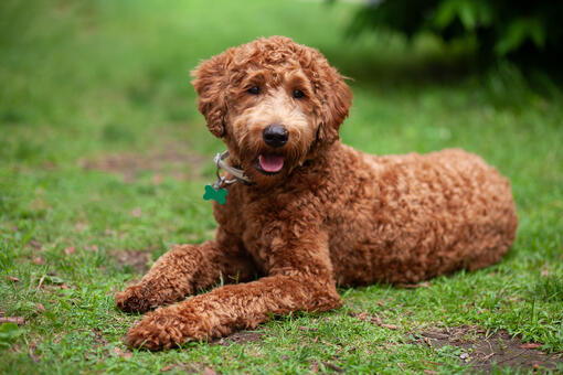 labradoodle sitting on grass