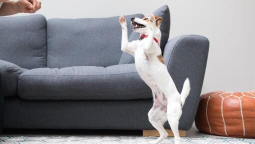 puppy jumping up near sofa