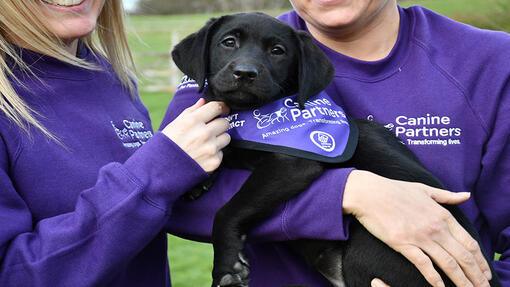 Puppy with trainer (Canine Partners)