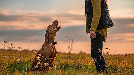 Owner training dog outside