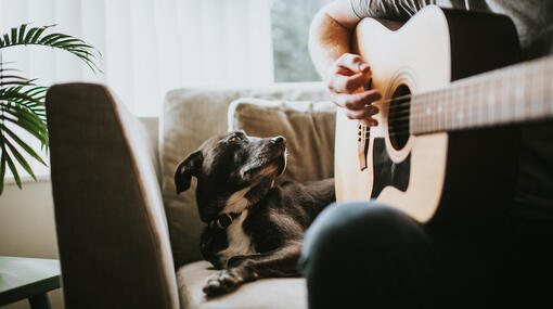 Dog looking at owner play the guitar