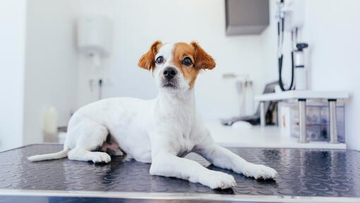 Puppy sitting on table at the vet