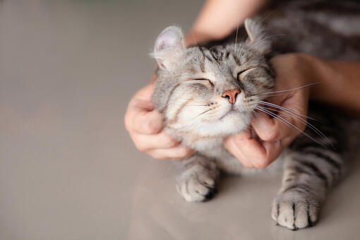 cat getting chin scratch