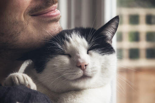 cat being cuddled