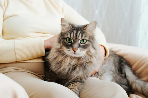 cat sitting on lap