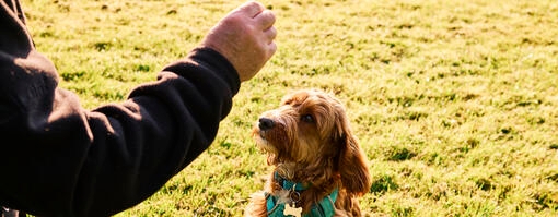 Owner training dog Hero