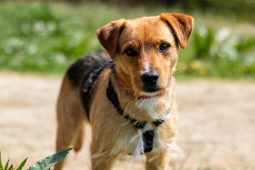 Patterdale Terrier 1