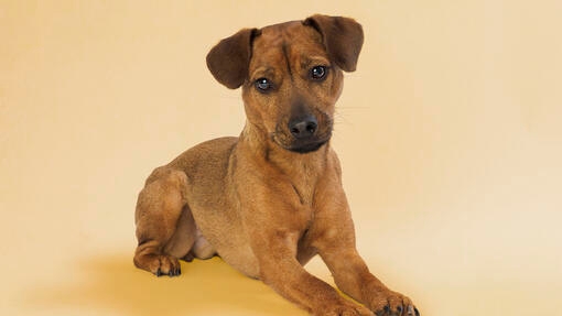 Patterdale Terrier 2