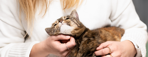 Tabby cat having chin scratched in woman's lap