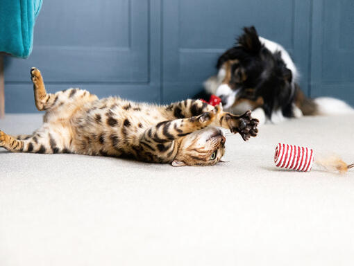 Cat lying on its back playing with toy
