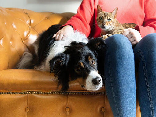 Dog and cat sitting on owners lap