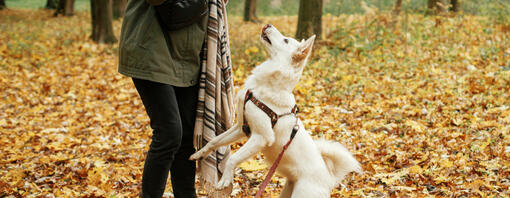 Puppy jumping up